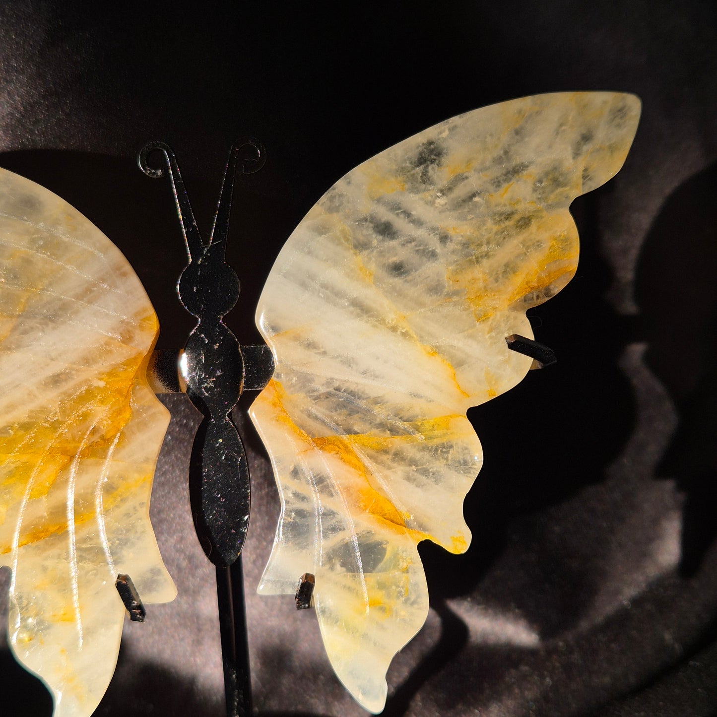 Golden healer butterfly 500