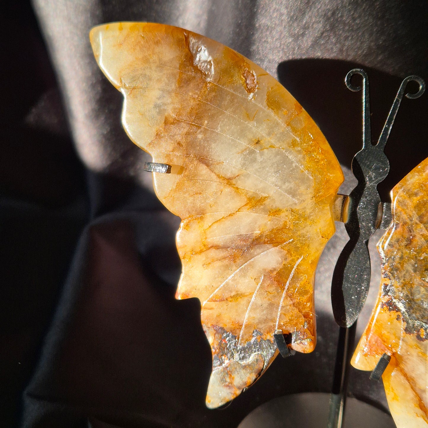 Golden healer butterfly 497