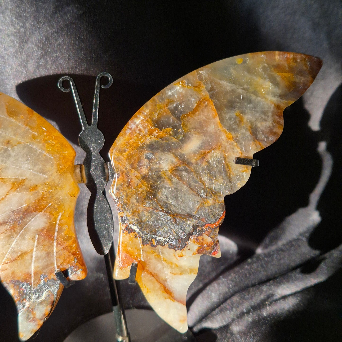 Golden healer butterfly 497