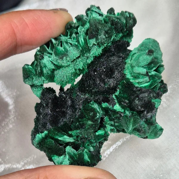 Velvet Malachite 2