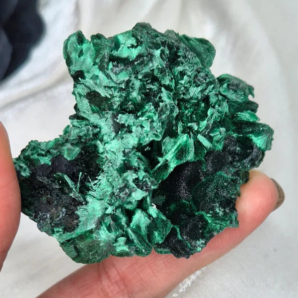 Velvet Malachite 2