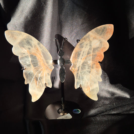 Firequarts butterfly 504