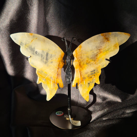 Golden healer butterfly 499