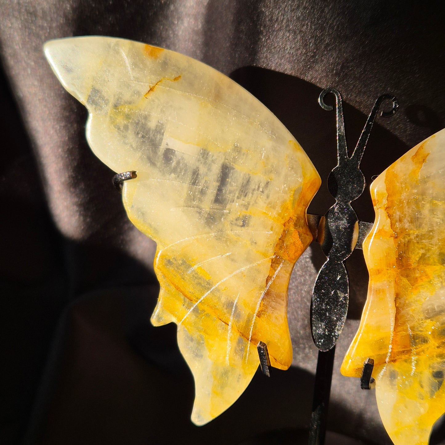 Golden healer butterfly 499
