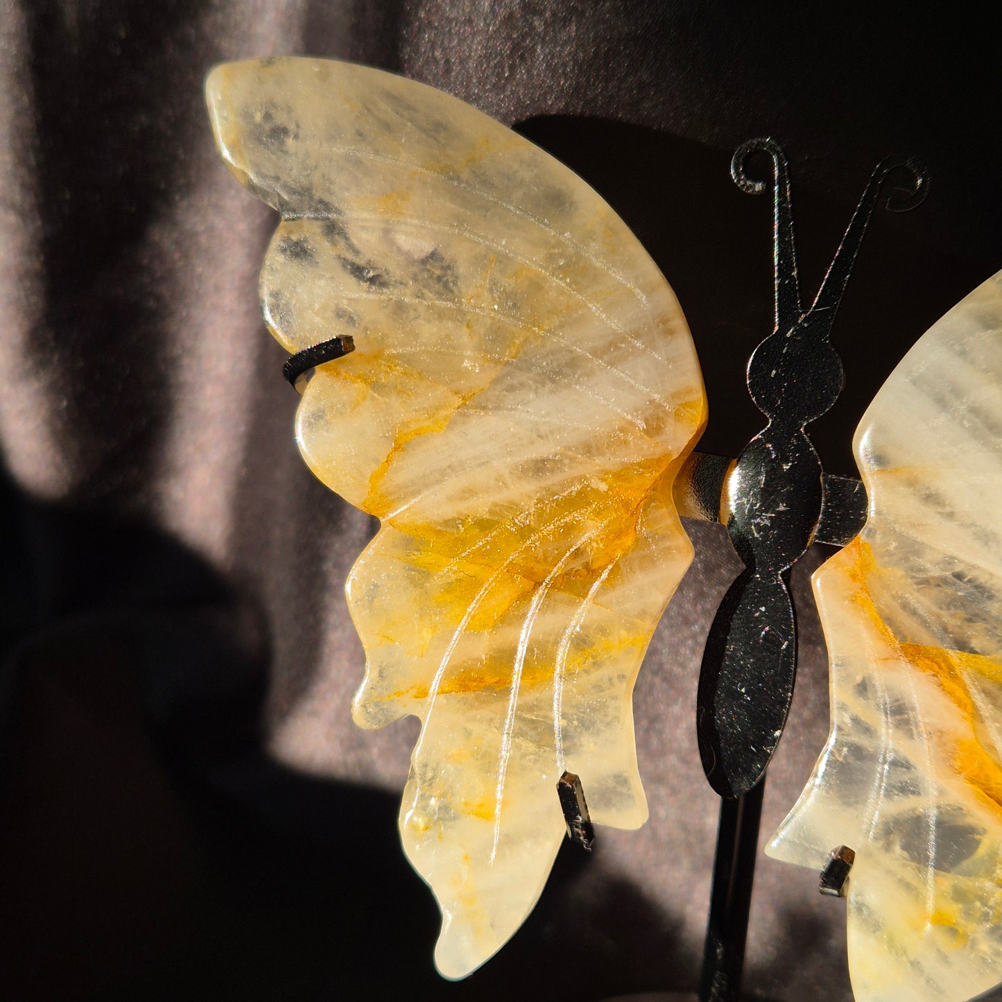 Golden healer butterfly 500