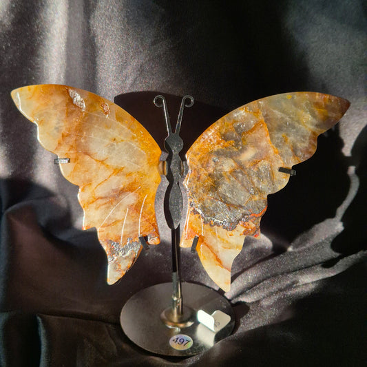 Golden healer butterfly 497