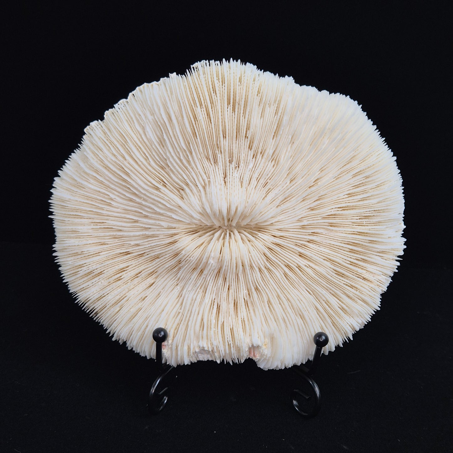 Fosillized coral 5