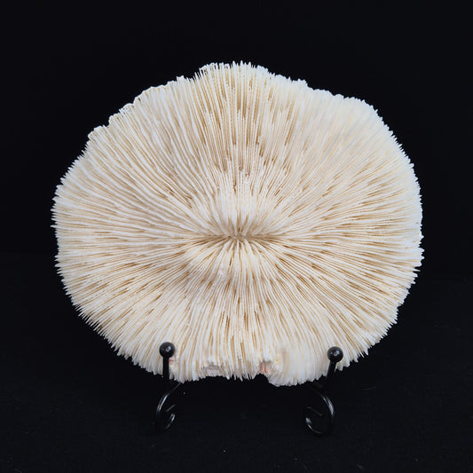 Fosillized coral 5