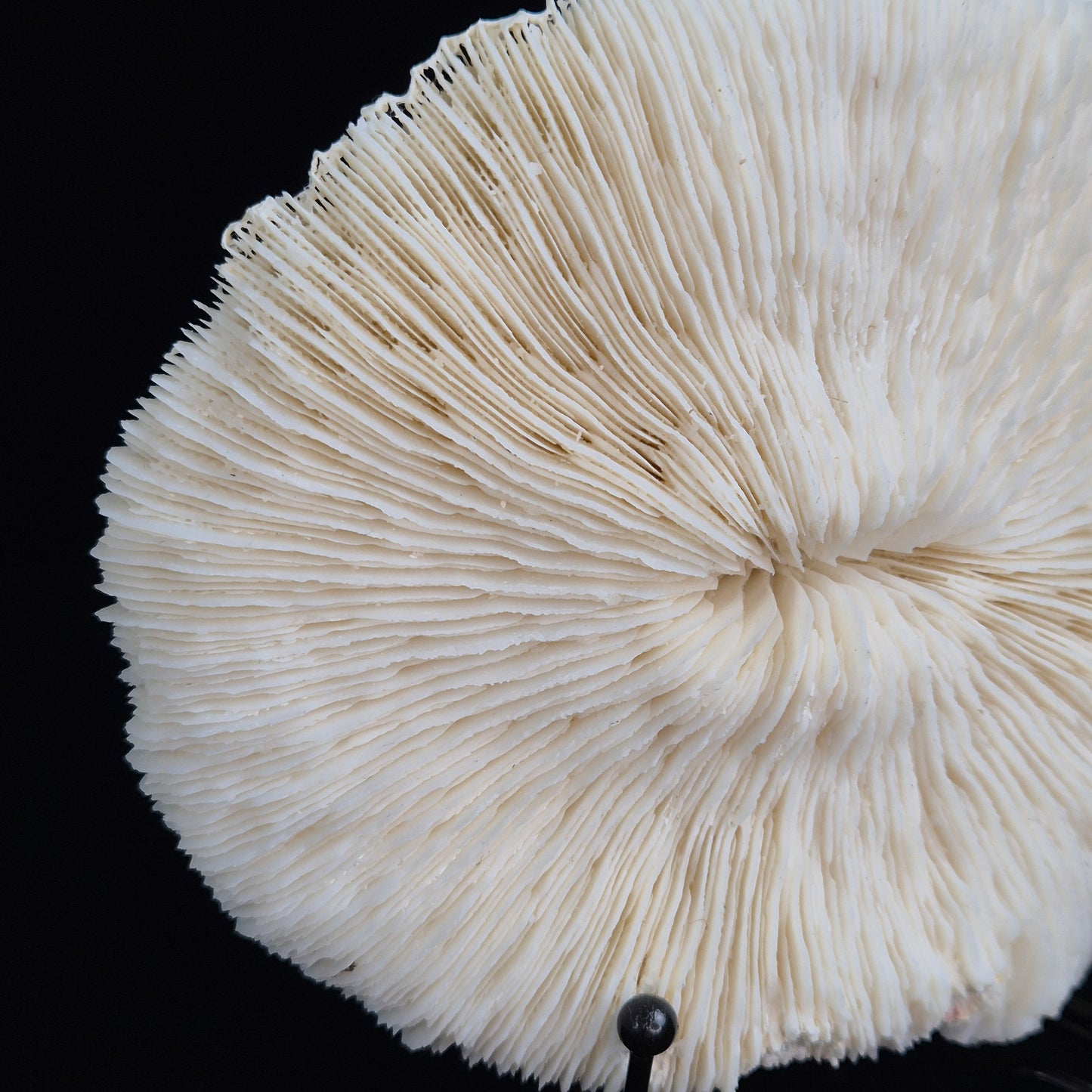 Fosillized coral 5