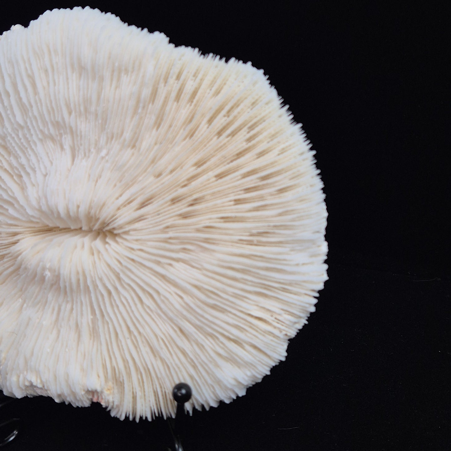 Fosillized coral 5