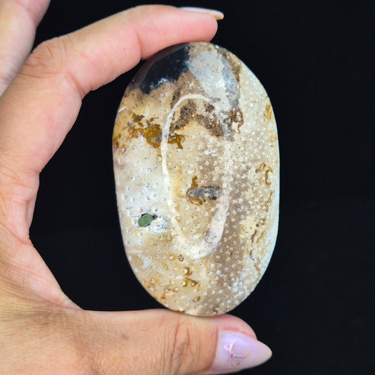 Palm root palmstone 528 (Indonesia)