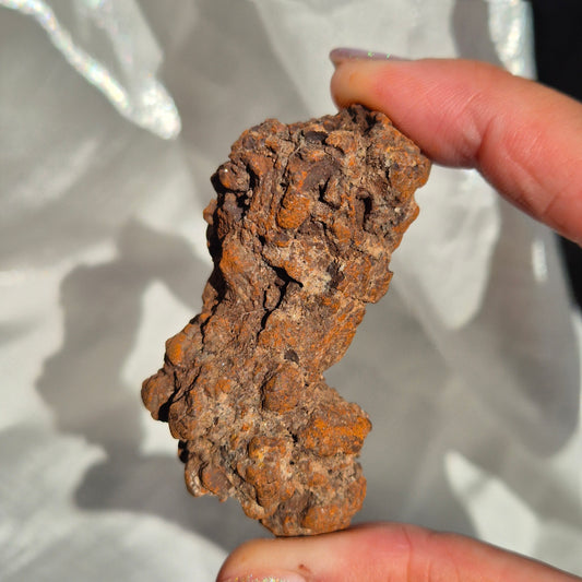 Coprolite big 2