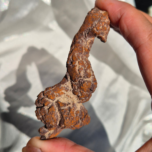 Coprolite big 4