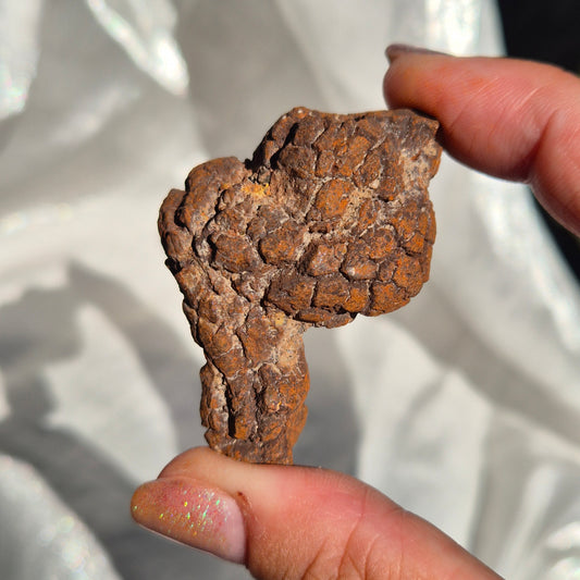 Coprolite big 5