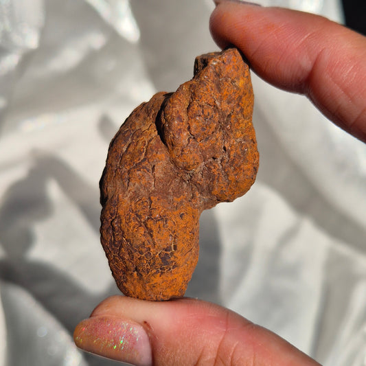 Coprolite big 6