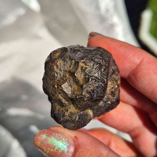 Coprolite round big 2