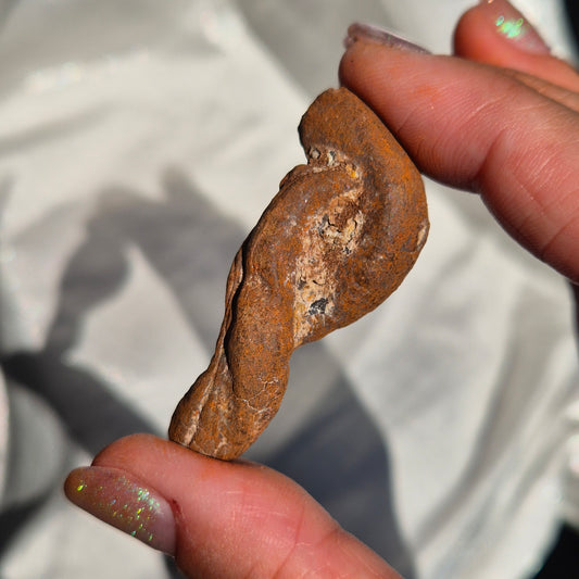 Coprolite small 1