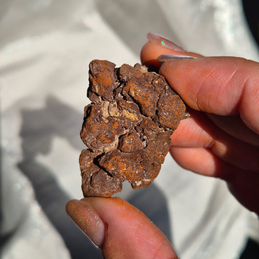 Coprolite small 3