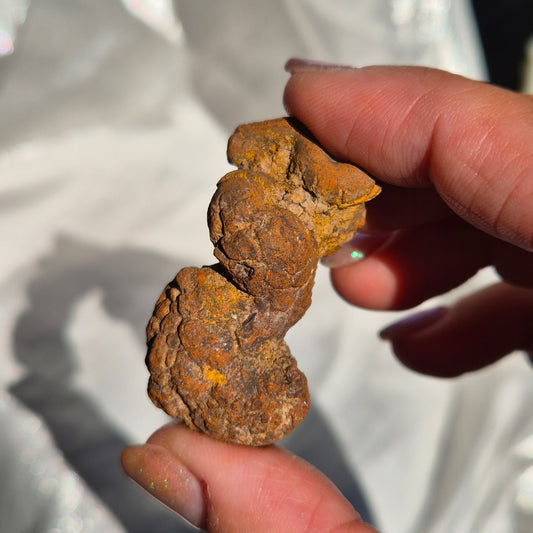 Coprolite small 6
