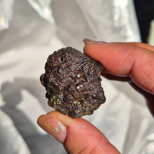 Coprolite round small 1