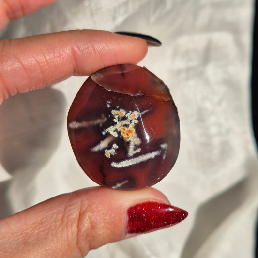 Swazi agate palm 7