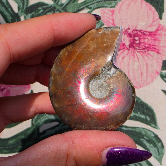 Ammolite 5
