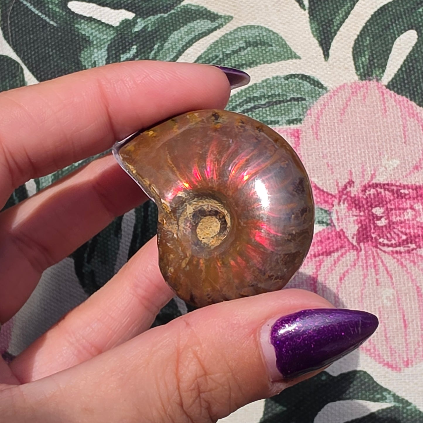 ammolite 14