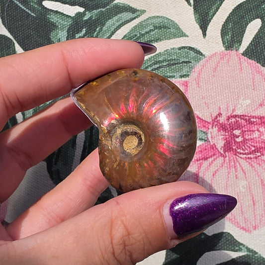ammolite 14
