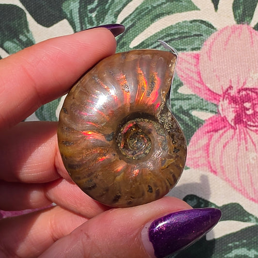 ammolite 16