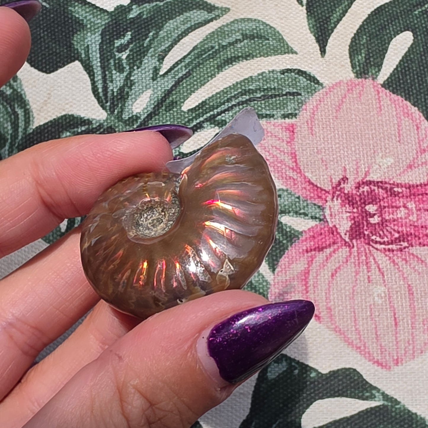 Ammolite 18
