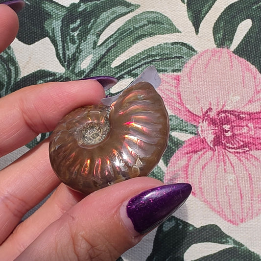 Ammolite 18